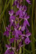 Anacamptis palustris